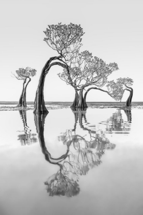 Picture of DANCING TREES