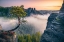 Picture of PAPLKING PINE (FELSENBURG RATHEN AT THE BASTEI)