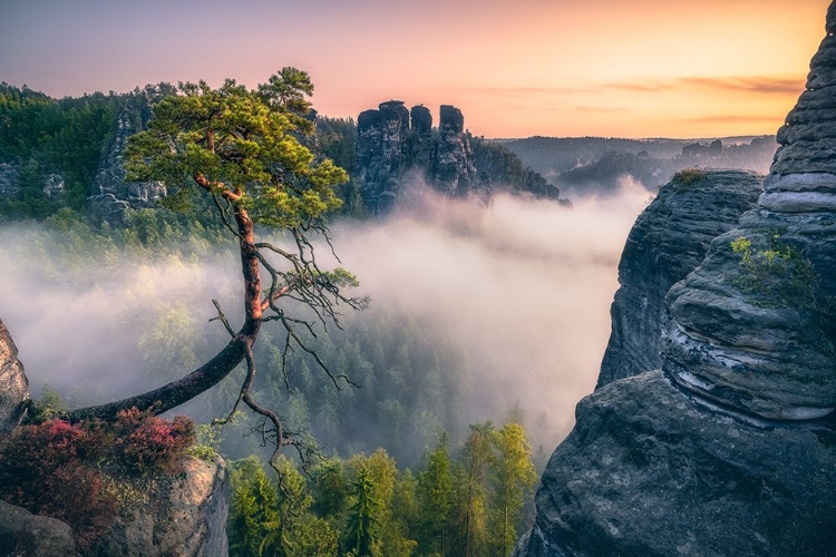 Picture of PAPLKING PINE (FELSENBURG RATHEN AT THE BASTEI)