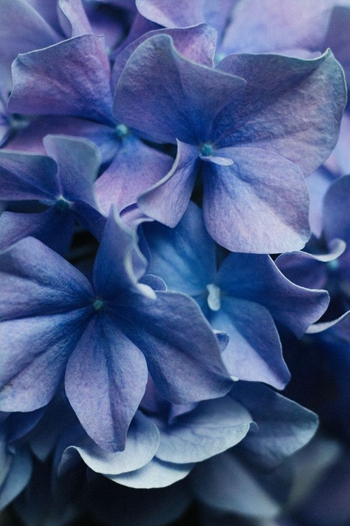 Picture of DANCING PETALS - LILAC HYDRANGEA