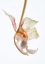 Picture of ARCH ANGLE NO2