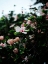 Picture of HIBISCUS 01