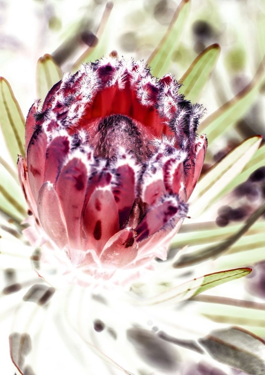 Picture of WILD PROTEA