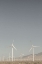 Picture of WINDY