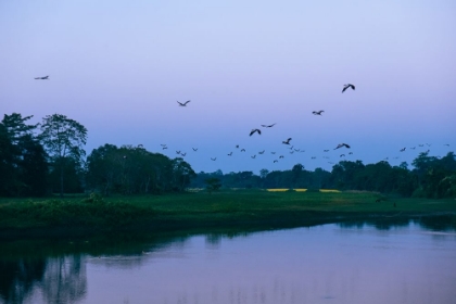 Picture of FLOCK OF BIRDS DURING THE BLUE HOUR