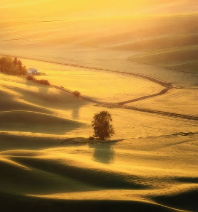 Picture of THE VIEW OF PALOUSE