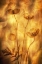 Picture of POPPIES