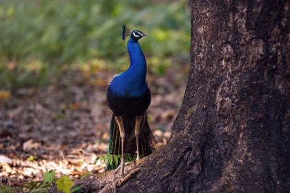 Picture of PEACOCK BY A LARGE TREE