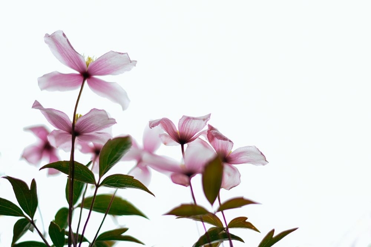 Picture of CLEMATIS BLOOMS - HIGH KEY