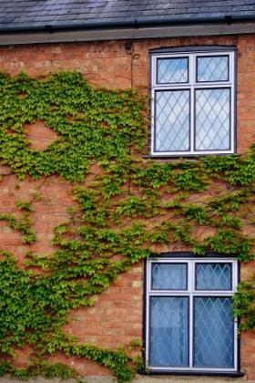 Picture of CREEPERS AND WINDOWS