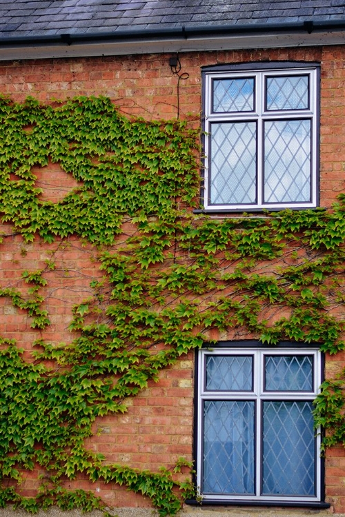 Picture of CREEPERS AND WINDOWS