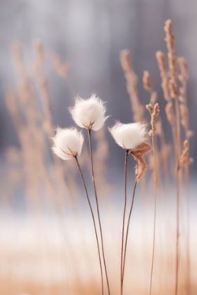 Picture of COTTON FLOWERS