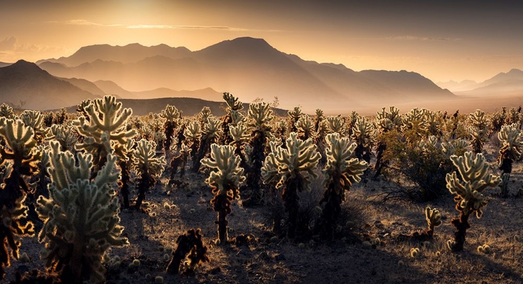 Picture of JOSHUA TREE NP