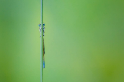 Picture of LOOK INTO MY EYES. DAMSELFLY