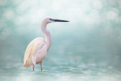 Picture of REEF HERON