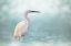 Picture of REEF HERON