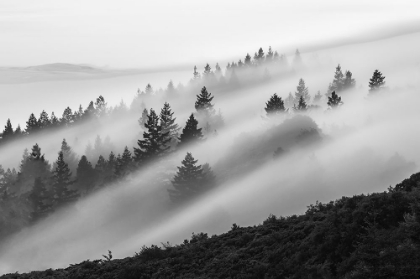 Picture of FLOWING FOG