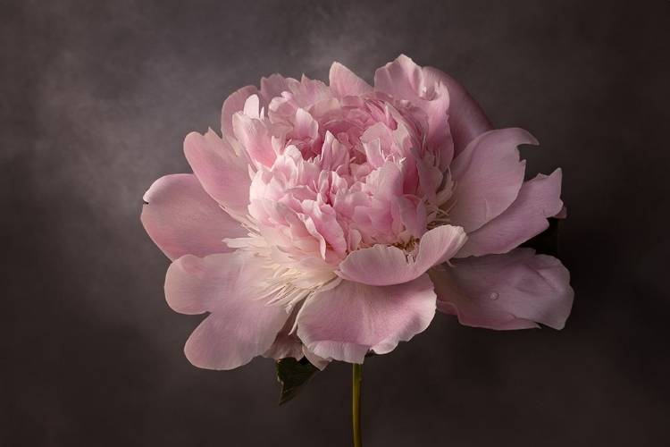 Picture of PEONY