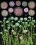 Picture of POPPY FLORAL MEADOW.PNG