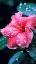 Picture of PINK HIBISCUS