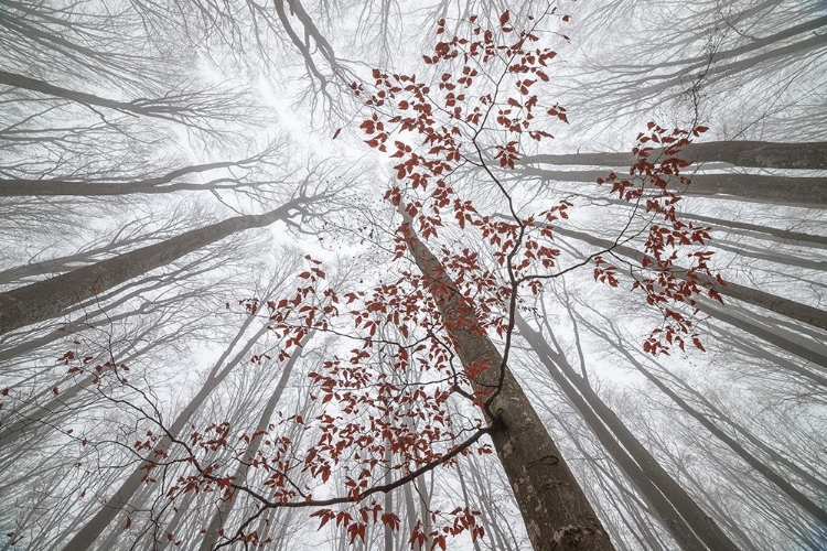 Picture of A WISP OF FALL