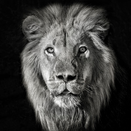 Picture of LION PORTRAIT- PANTHERA LEO