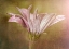 Picture of PRETTY IN PINK