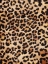 Picture of LEOPARD