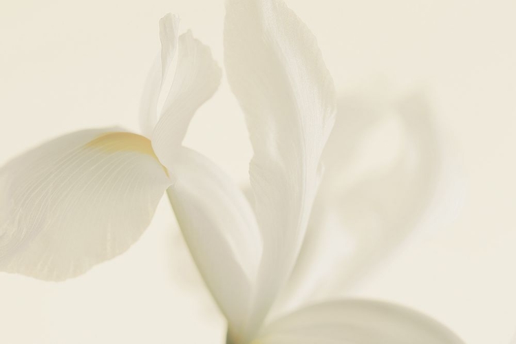 Picture of WHITE IRIS FLOWER CLOSE UP