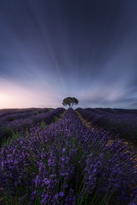 Picture of THE TREE AND THE LAVENDER
