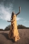Picture of WOMAN IN YELLOW DRESS