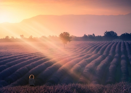 Picture of WALKING AMONG LAVENDERS A739320