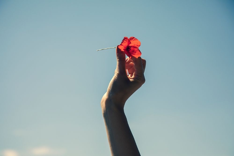 Picture of RED FLOWER AND BLUE SKY