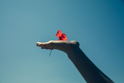 Picture of RED FLOWER AND BLUE SKY