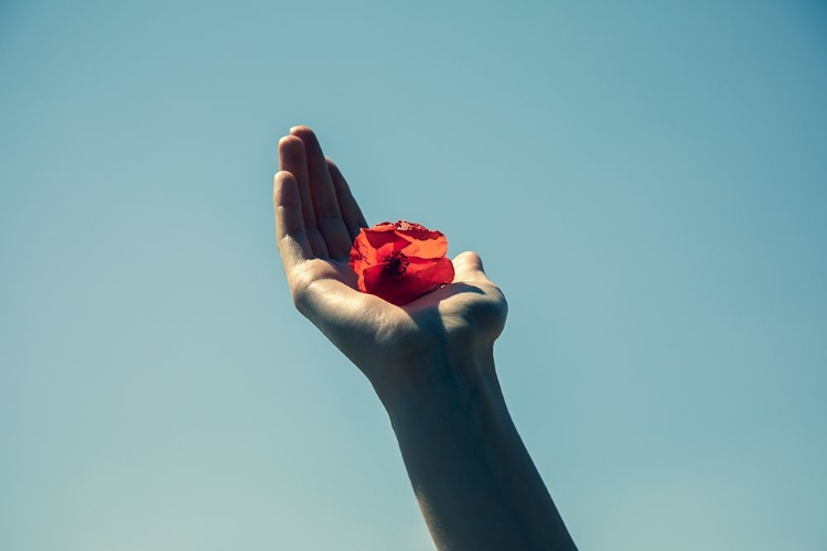 Picture of RED FLOWER AND BLUE SKY