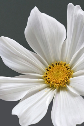 Picture of COSMOS FLOWER CLOSEUP