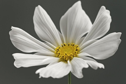 Picture of COSMOS FLOWER