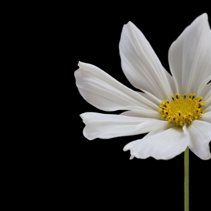 Picture of WHITE COSMOS FLOWER SQUARE