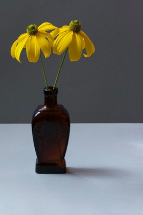 Picture of YELLOW RUDBECKIA STILL LIFE