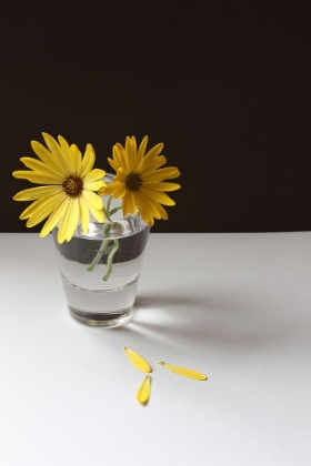 Picture of YELLOW DAISY STILL LIFE
