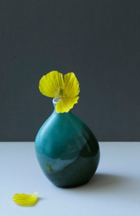 Picture of YELLOW WELSH POPPY STILL LIFE