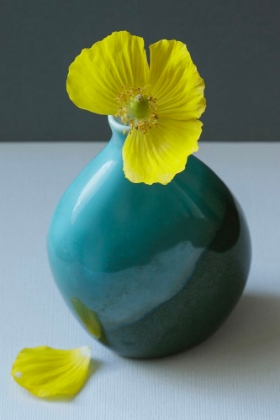 Picture of YELLOW WELSH POPPY STILL LIFE CLOSEUP