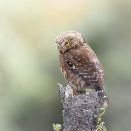 Picture of ANDEAN PYGMY-OWL
