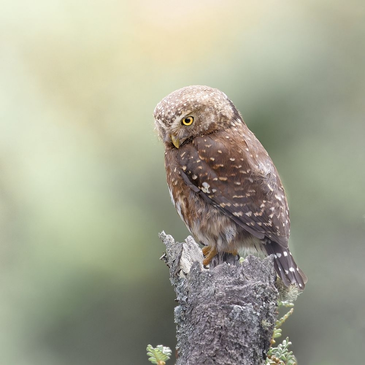 Picture of ANDEAN PYGMY-OWL