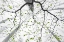 Picture of LEAVES OF SPRING