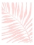 Picture of 3X4 ASPECTRATIO PINK41