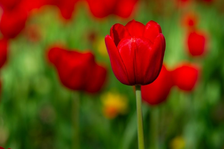 Picture of RED TULIPS