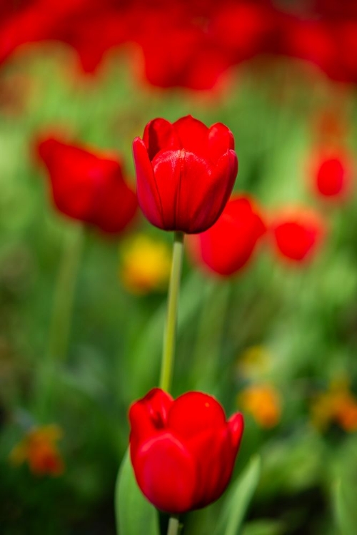 Picture of RED TULIPS