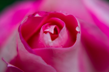 Picture of PINK ROSE CLOSE UP