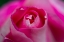 Picture of PINK ROSE CLOSE UP